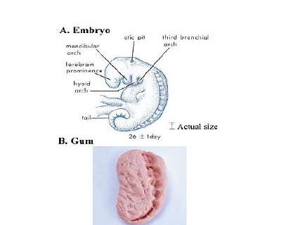 The Quran on Human Embryonic Development-420393.pdf, 10- pages 